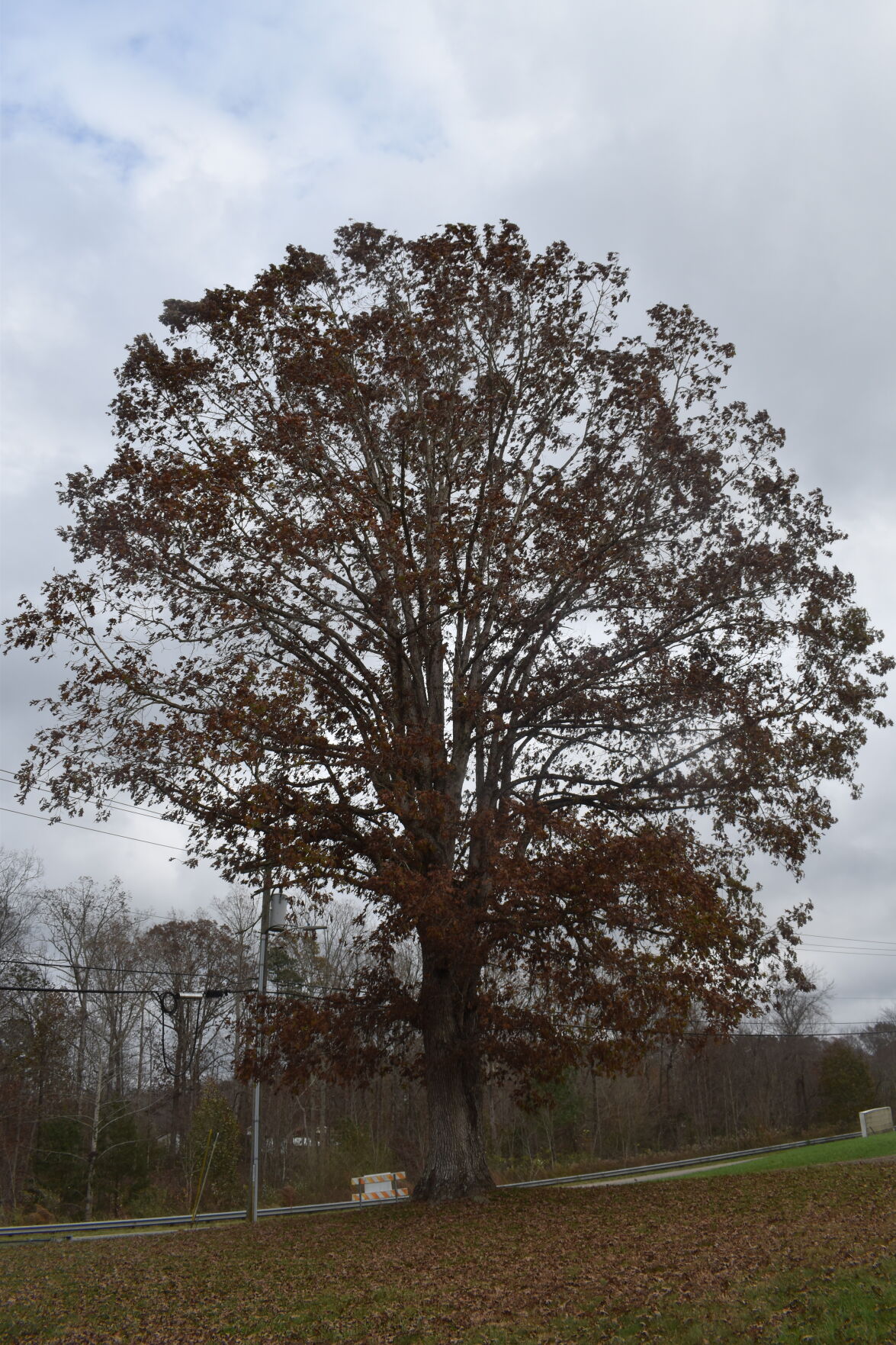 Hoppin nov. 19 (14).JPG